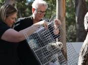 Two koalas were released back into the wild today by Environment Minister Penny Sharpe. Picture supplied